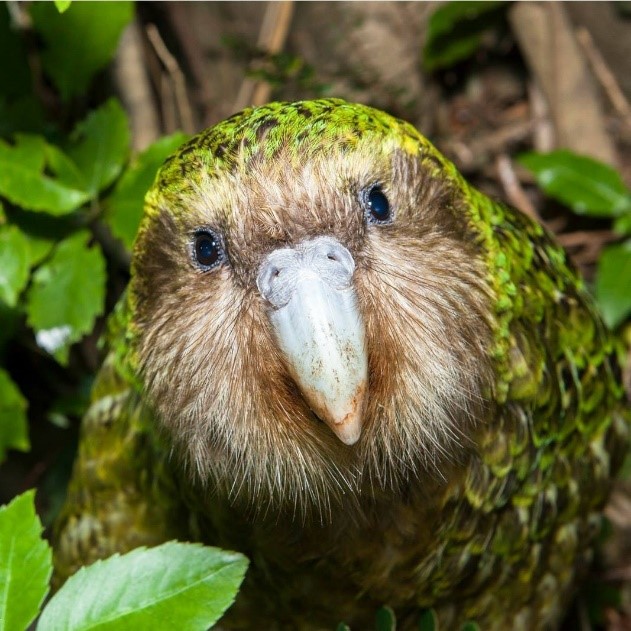 Kakapo | Uilpapegaai