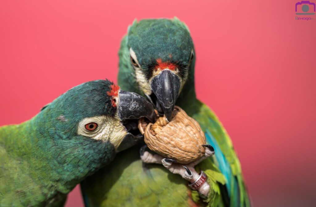 Ara Maracana | Illiger Macaw