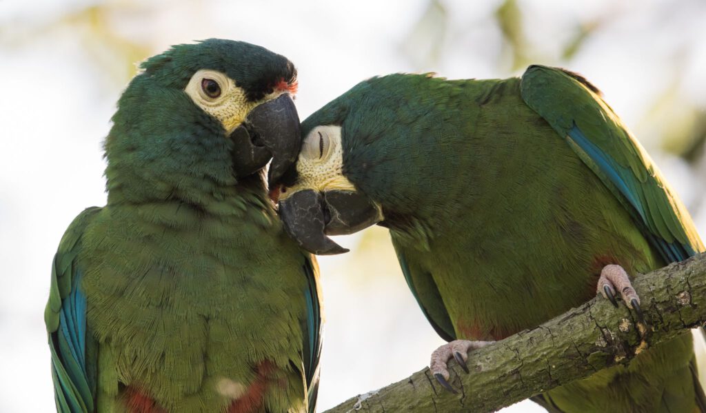 Ara Maracana | Illiger Macaw