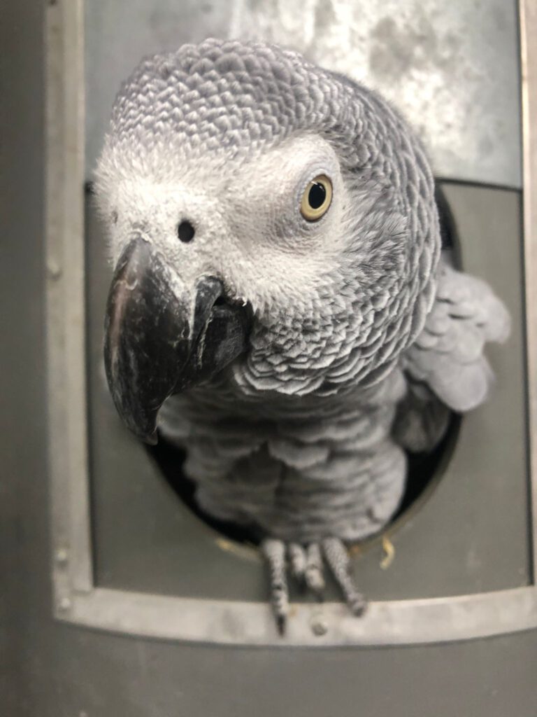 Grijze roodstaart papegaai \ African Grey Parrot