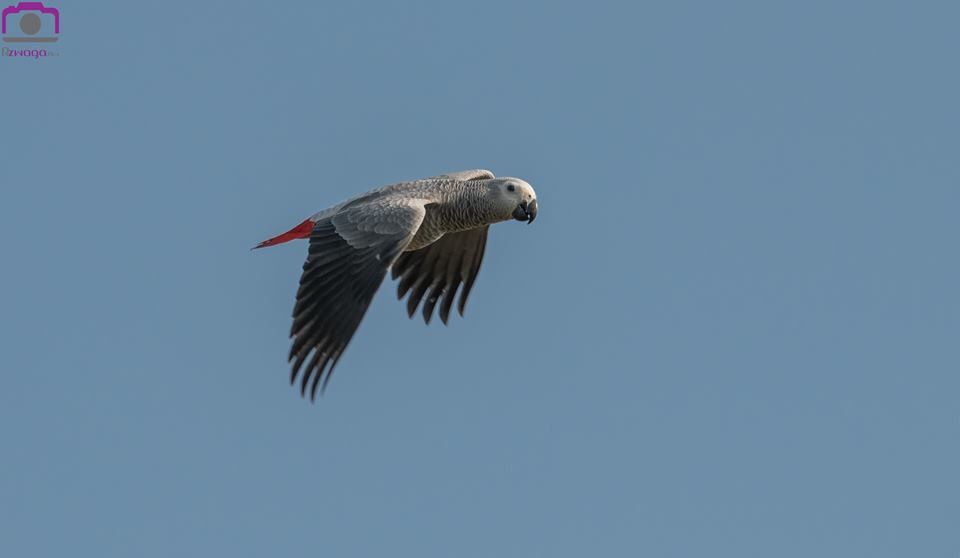 Grijze roodstaart papegaai | African grey parrot