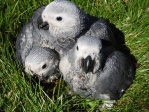 Grijze roodstaart papegaai | African grey parrot