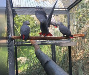 Grijze roodstaart papegaai | African Grey Parrot