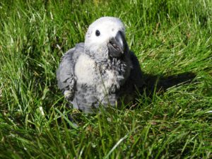 Grijze roodstaart papegaai | African Grey parrot