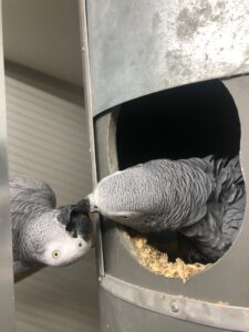 Grijze roodstaart papegaai | African grey parrot