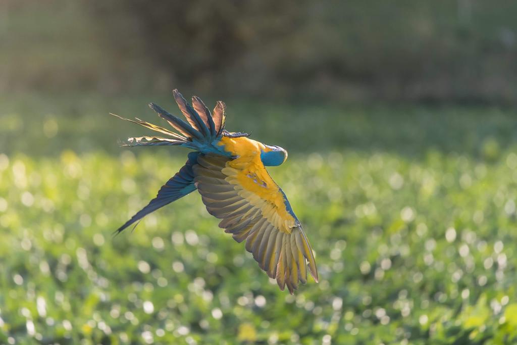 blauwgele ara | papegaaien